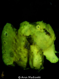 who you calling strange??
Yellow frogfish compresses on ... by Arun Madisetti 